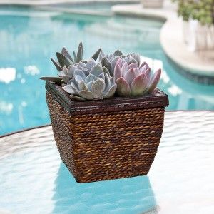 Flowering Plants As Heartwarming Gifts to Your Family, Love Ones and Friends