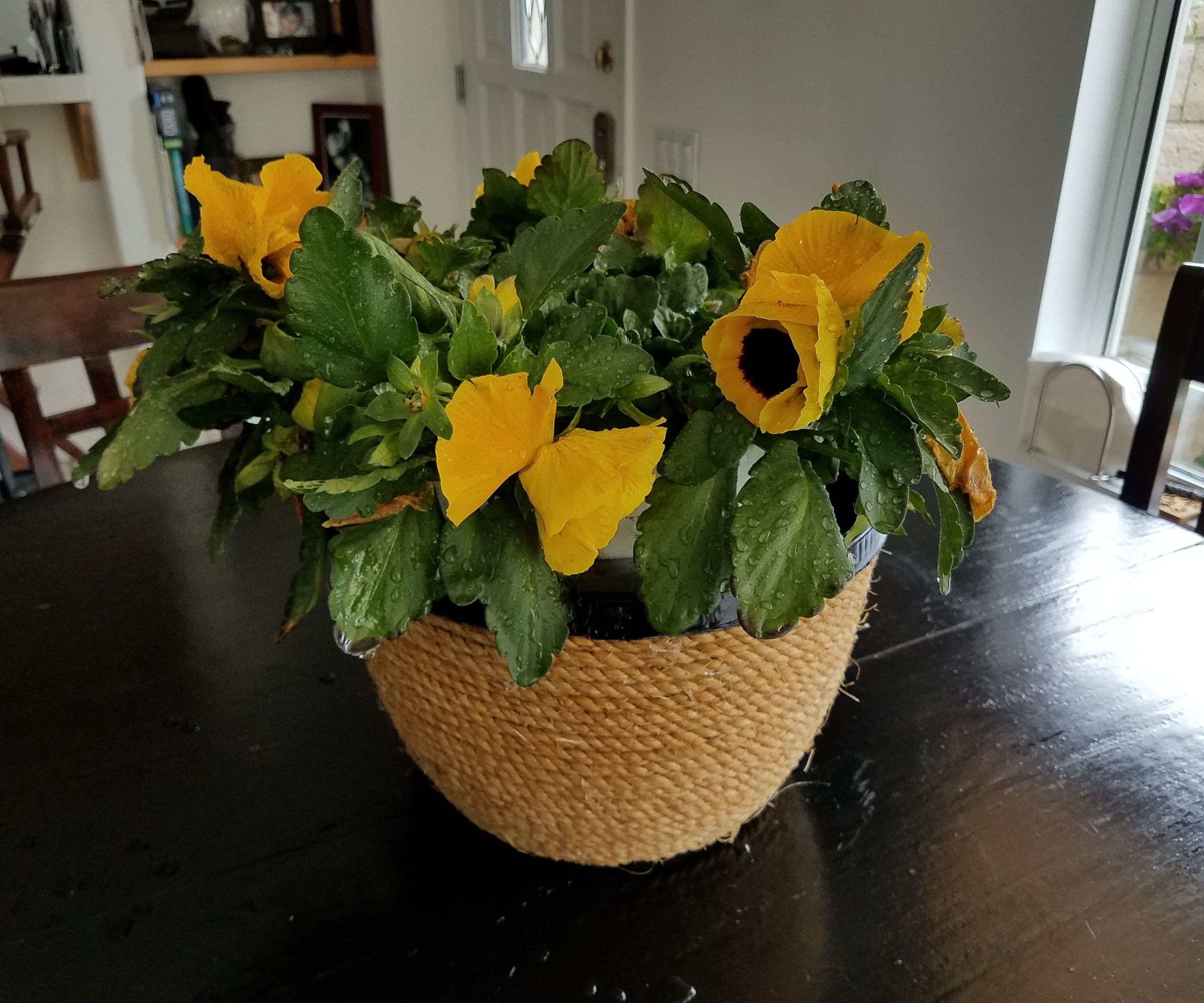 Up Cycled Plastic Pot