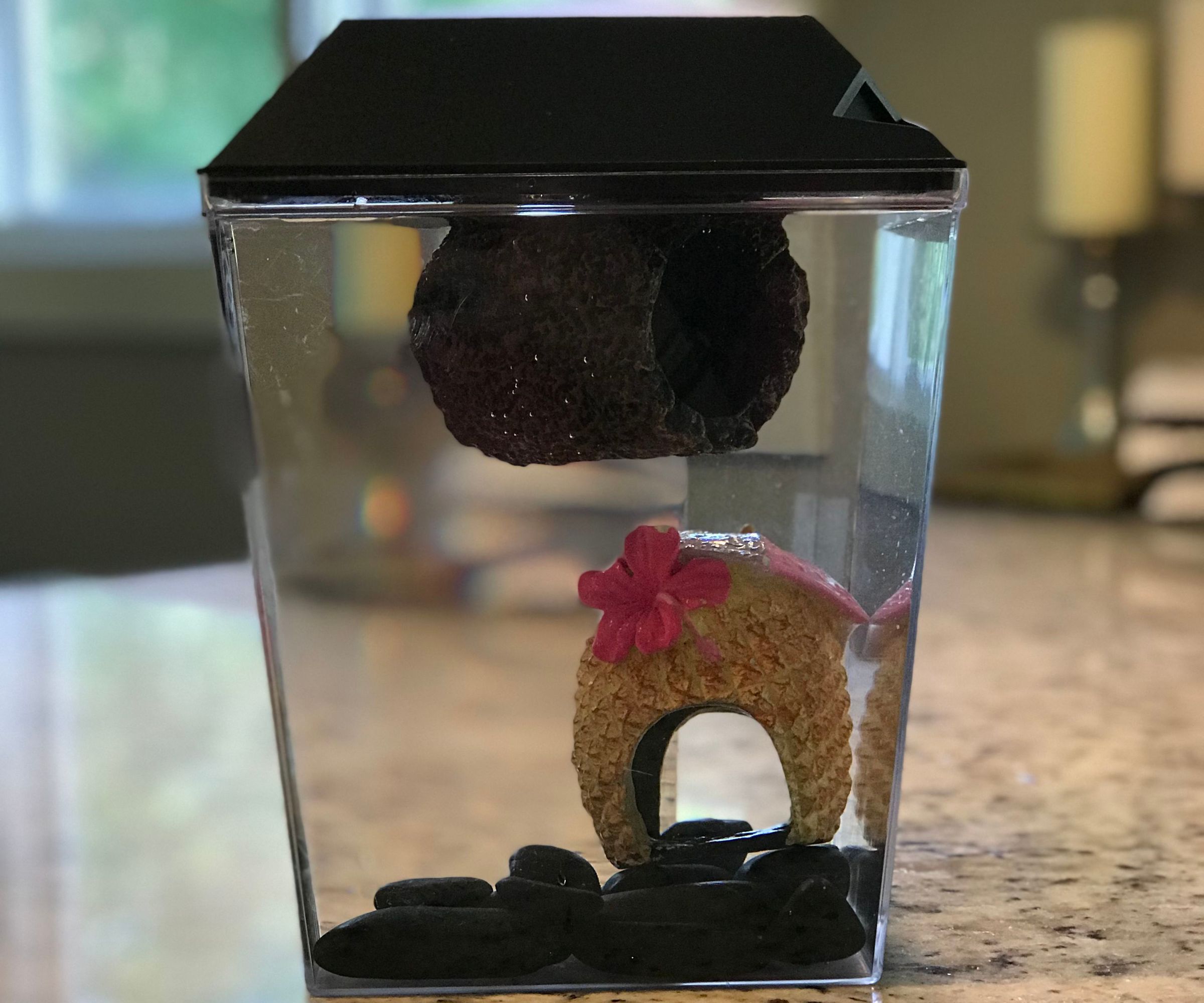 How to Set Up a Fish Tank!