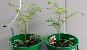 how to ground your garden