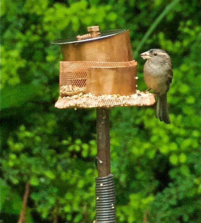 Garden Ornament and Bird Feeder