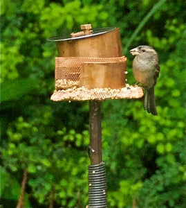 Garden Ornament and Bird Feeder
