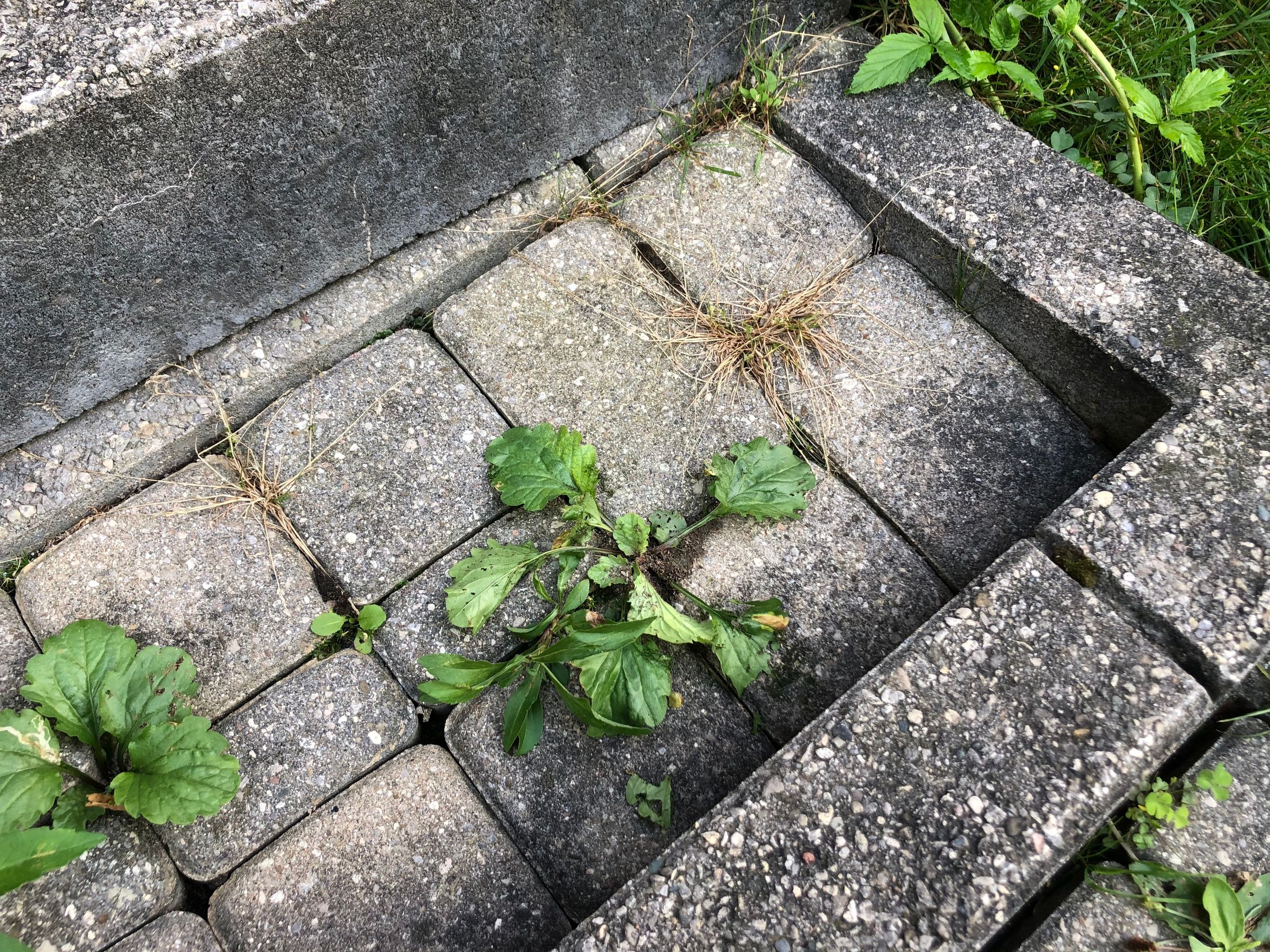 Repair Sunken Pavers 6 Steps (with Pictures) Instructables