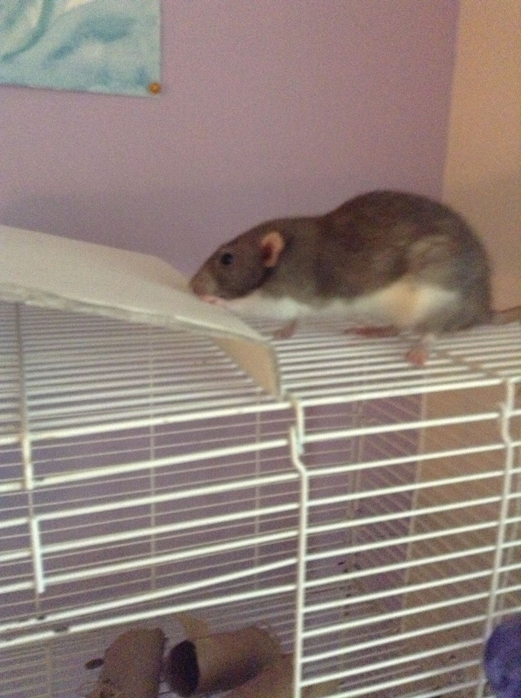 How to Make a Cheap Pet Rat Hideout 5 Steps Instructables