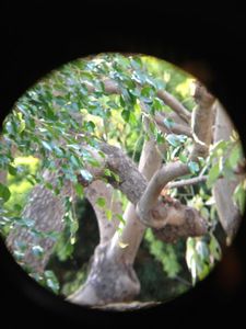 Binocular Mobile Phone Mount.