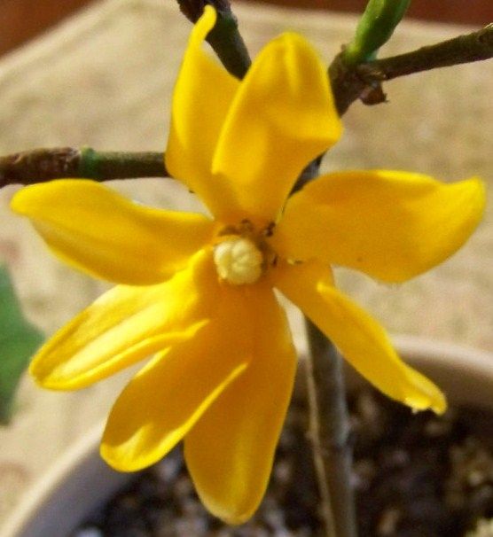 History and Care of Gardenia Plants and Gardenia Flowers