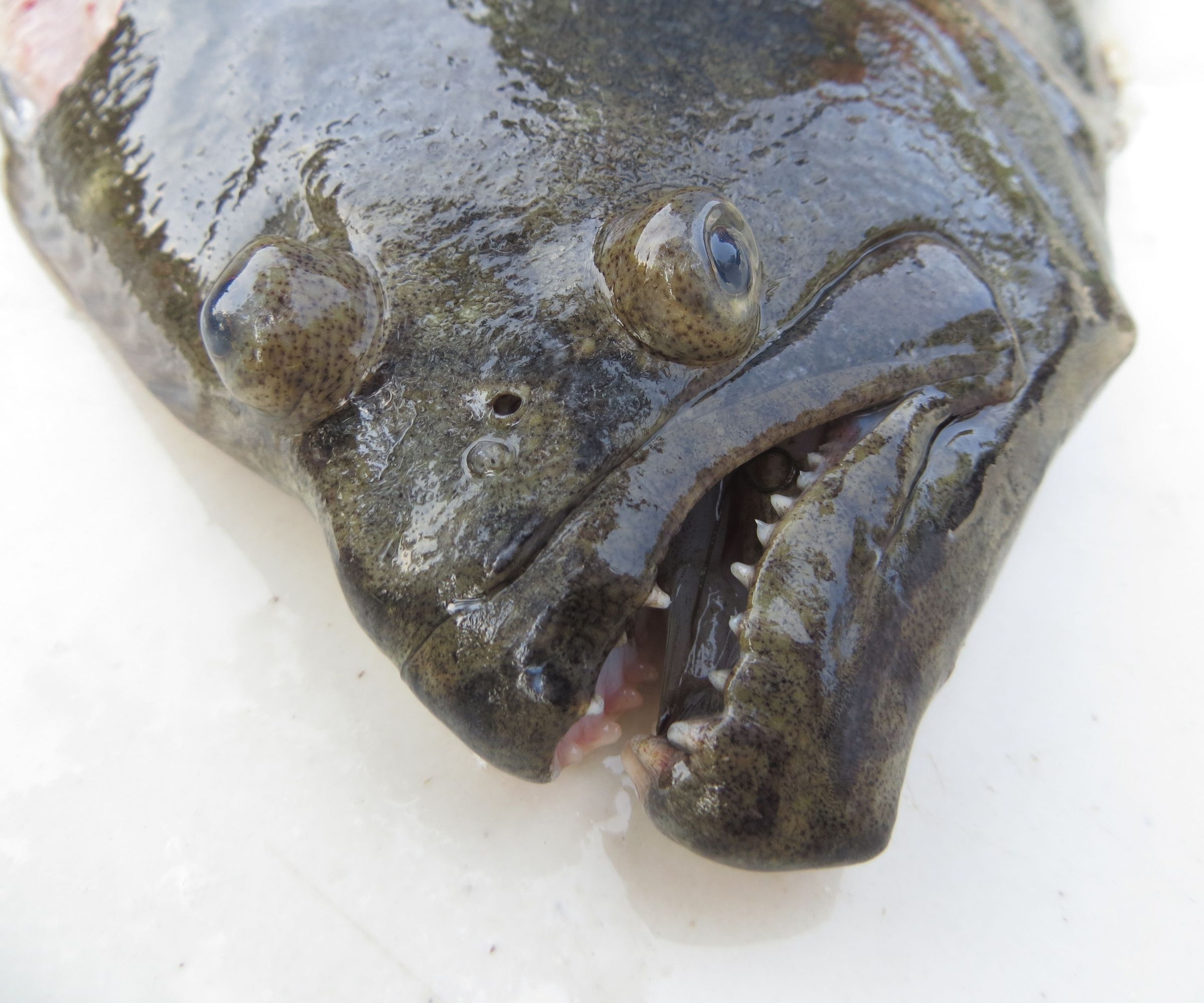 How to Catch, Clean and Cook Northern Florida Inshore Fish 