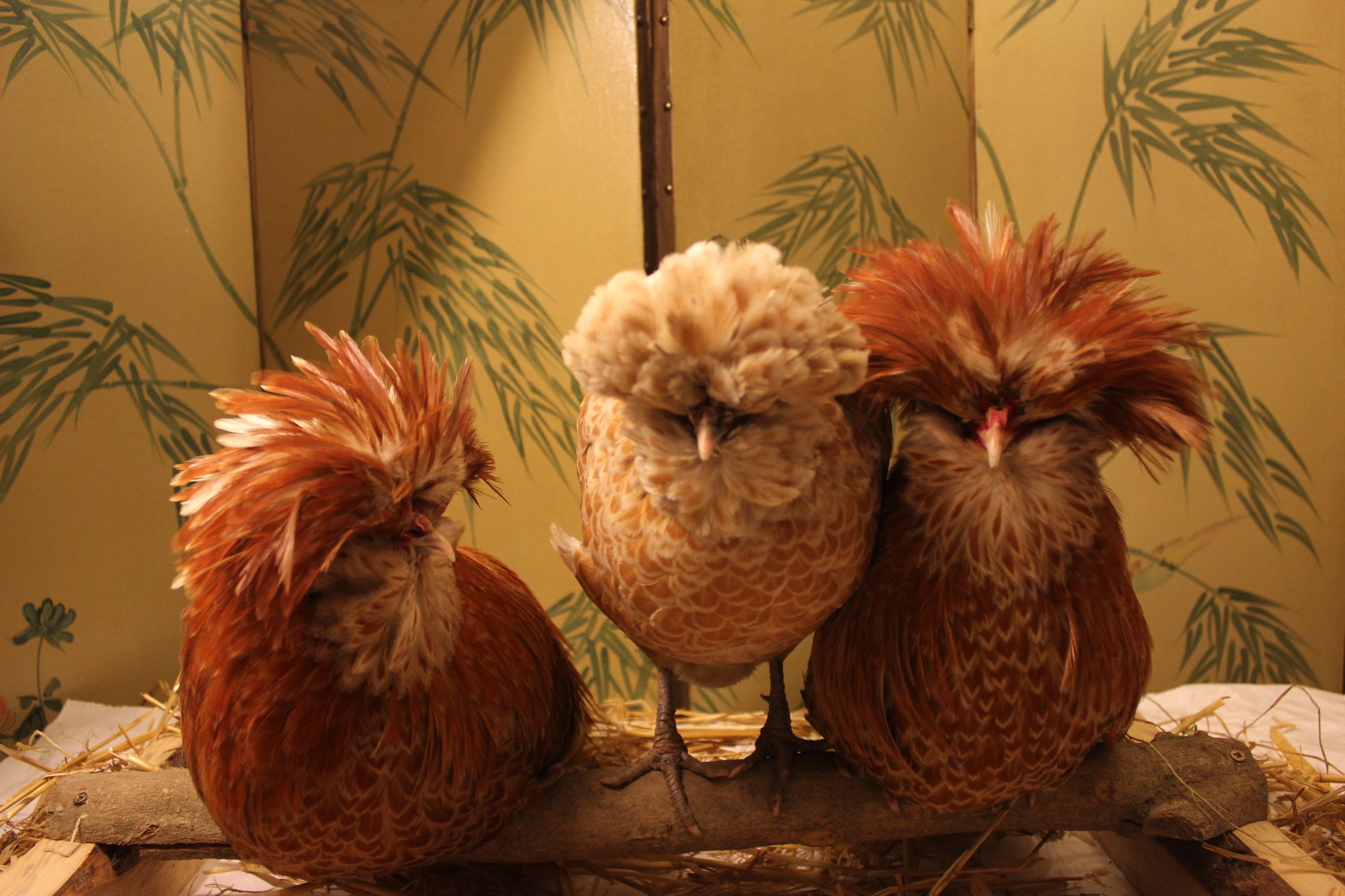 Aromatherapy for Organic Poultry - Common Body Lice Part 1. Le Pou Blanc - Aromatherapie Poules Bio. El Tratamiento De Los Piojos De Aves Comunes