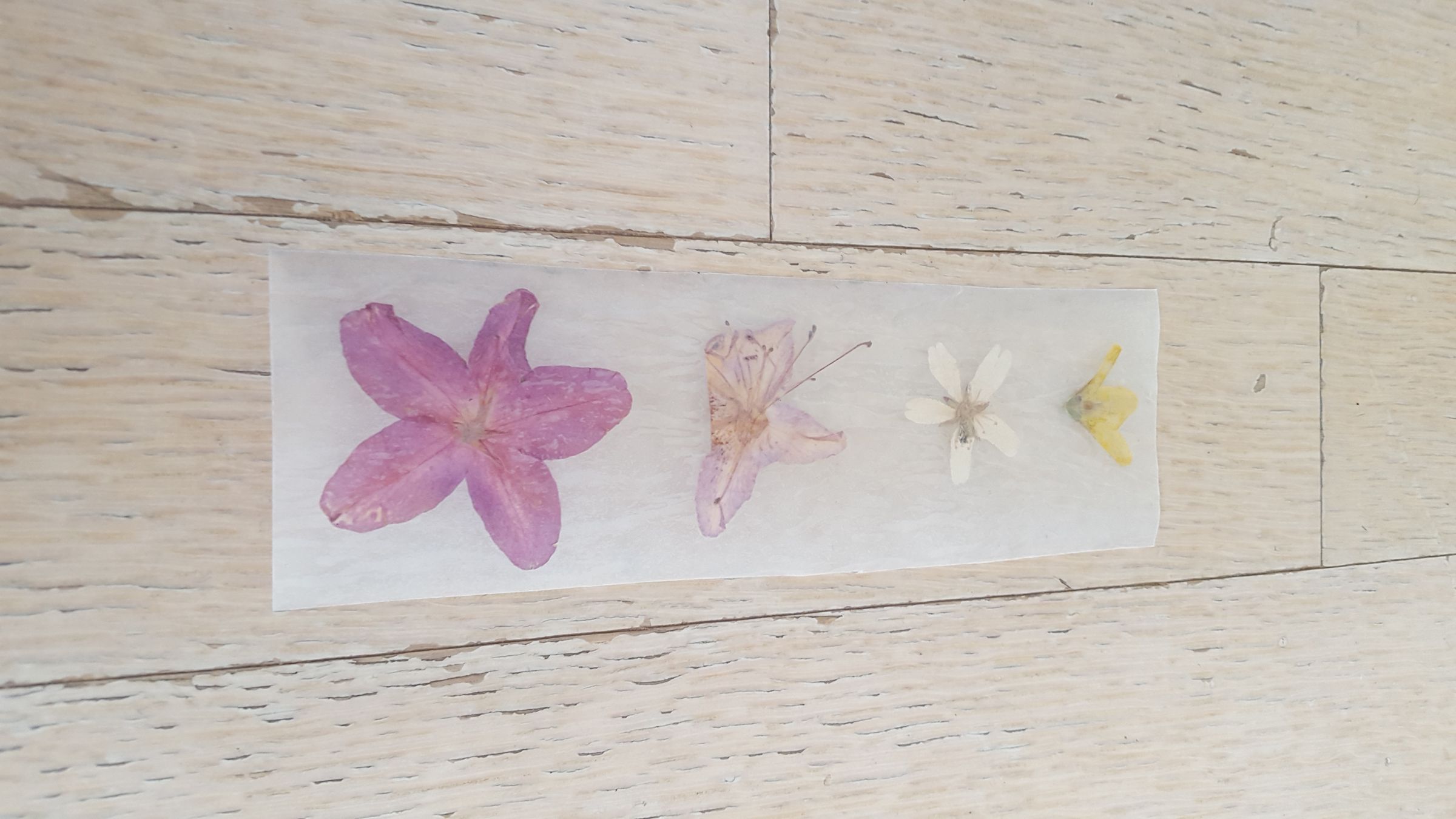 Wax Paper Pressed Foliage Bookmarks 5 Steps (with Pictures