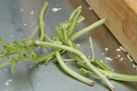 Basil Prep