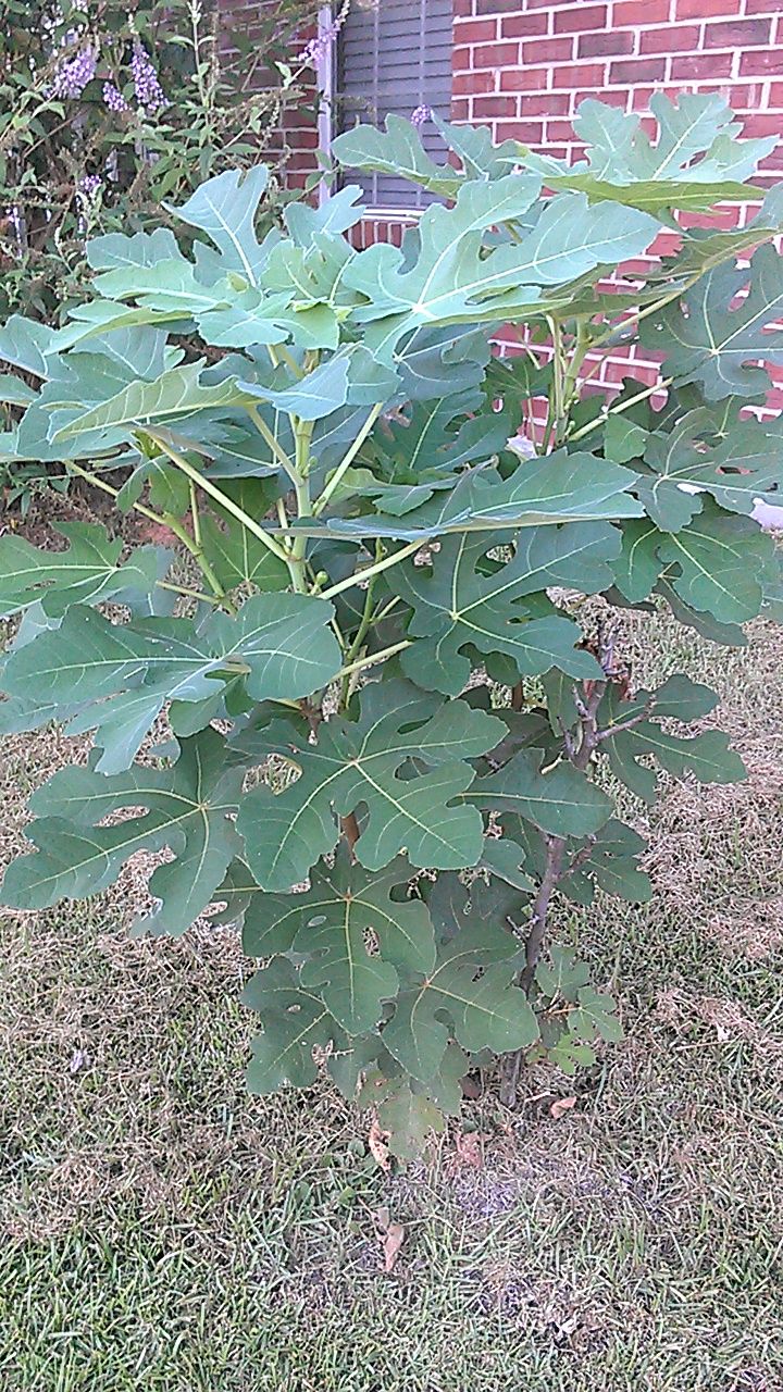 Quick and Easy Plant/Tree Repair