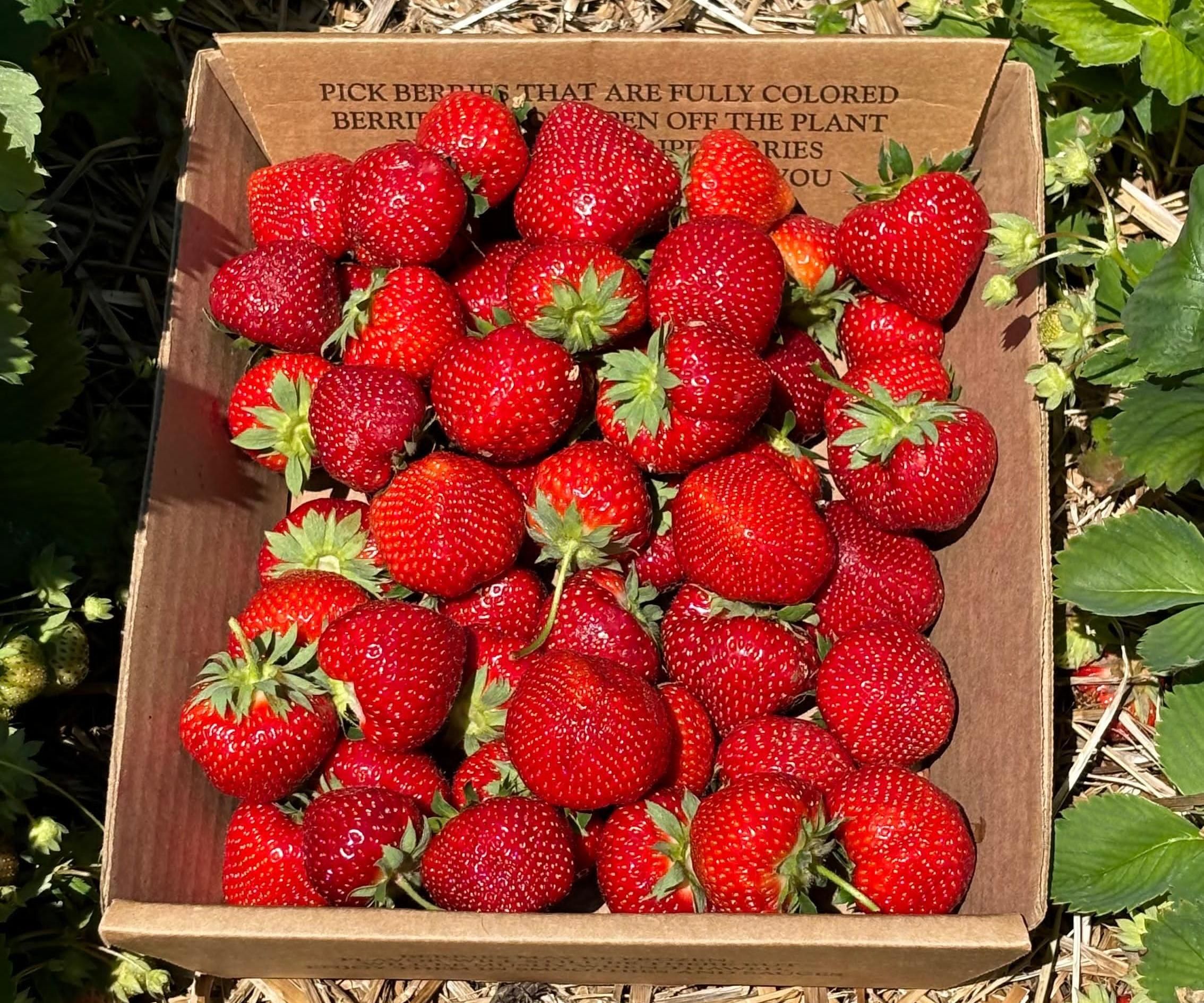 Elevate Your Desserts With This Farm-Fresh Strawberry Sauce