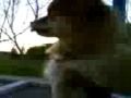 Teach Your Dog to Swing!