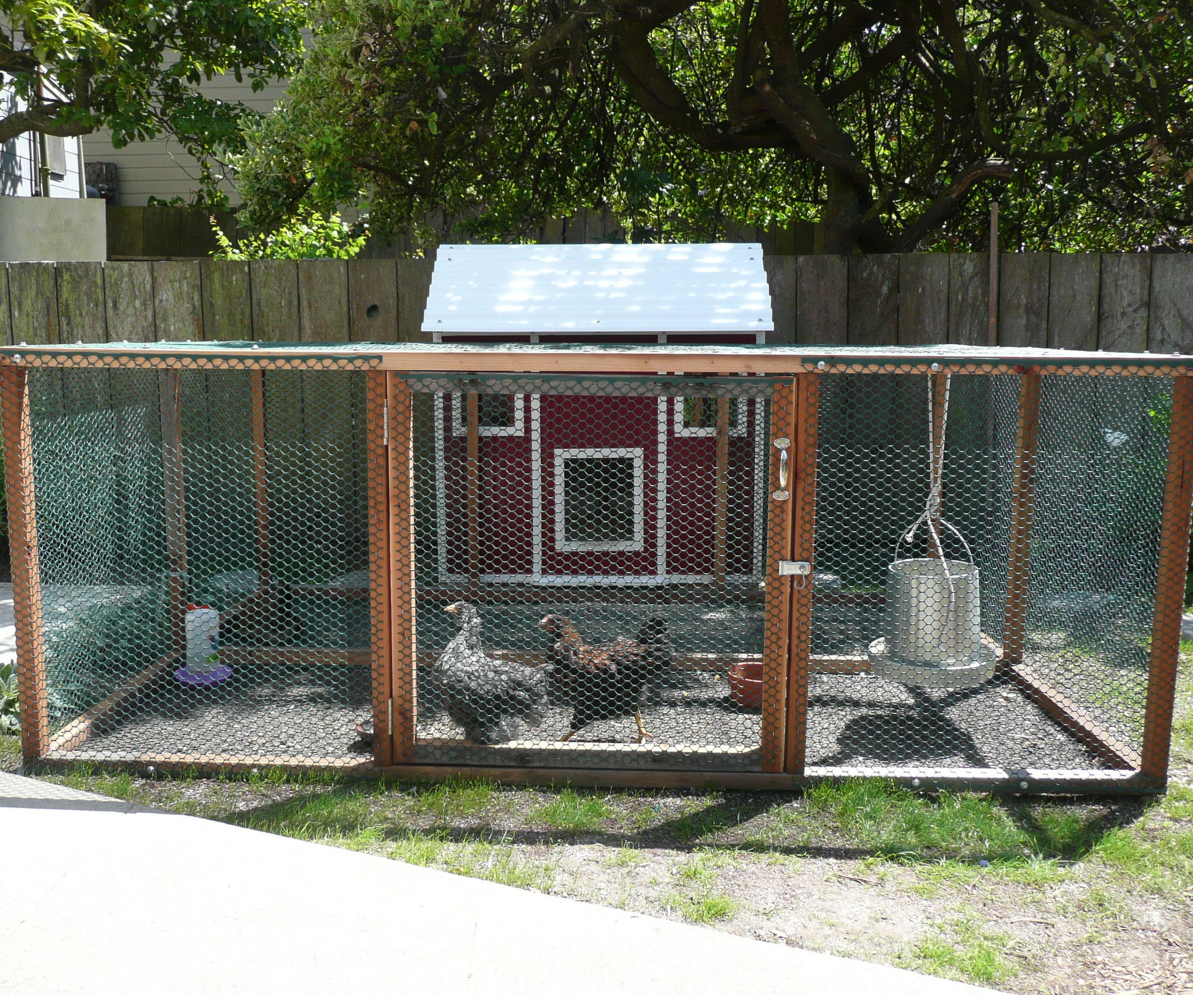 Urban Farming: Raising Backyard Chickens