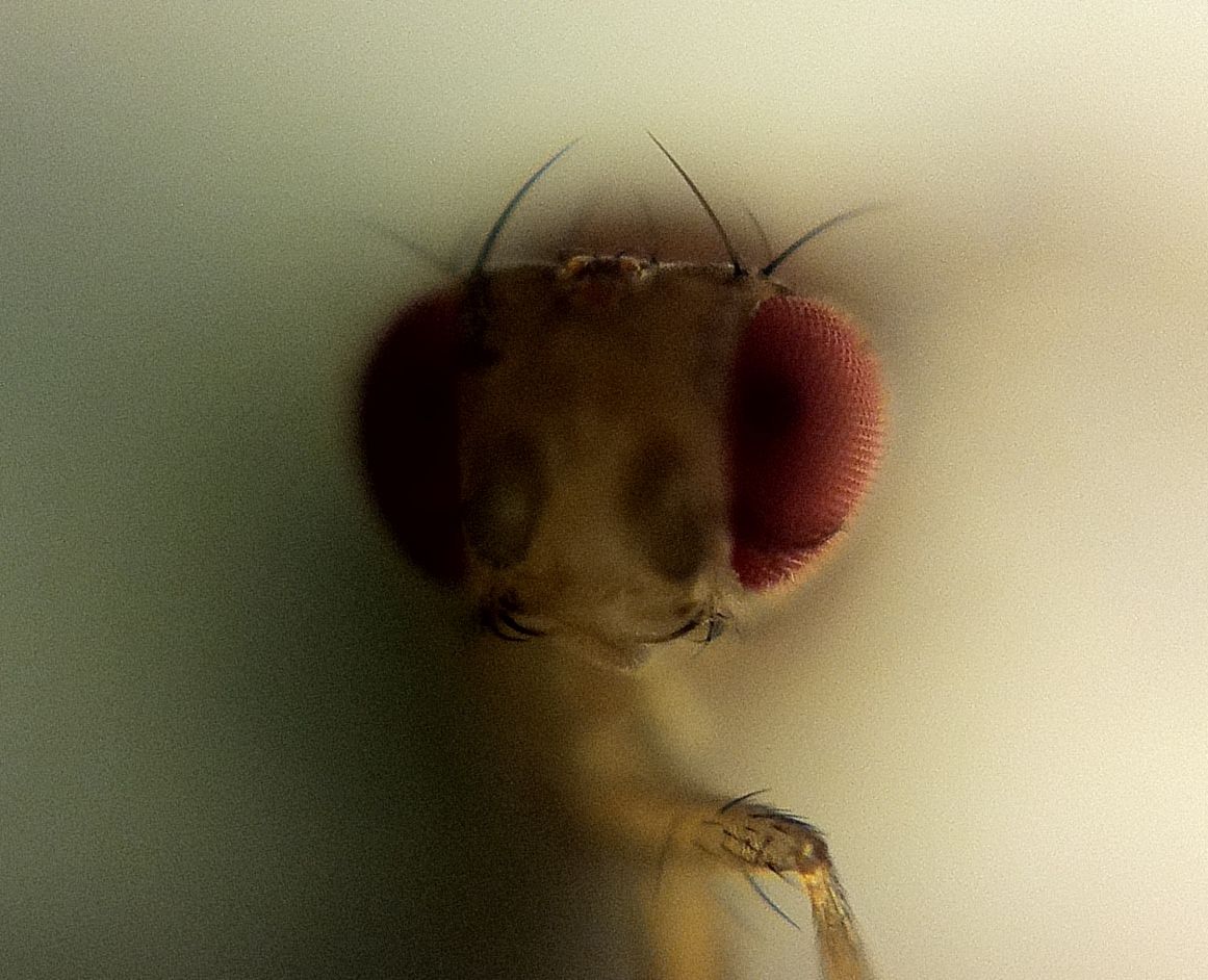 CD-ROM Lens and IPhone for Extreme Closeups
