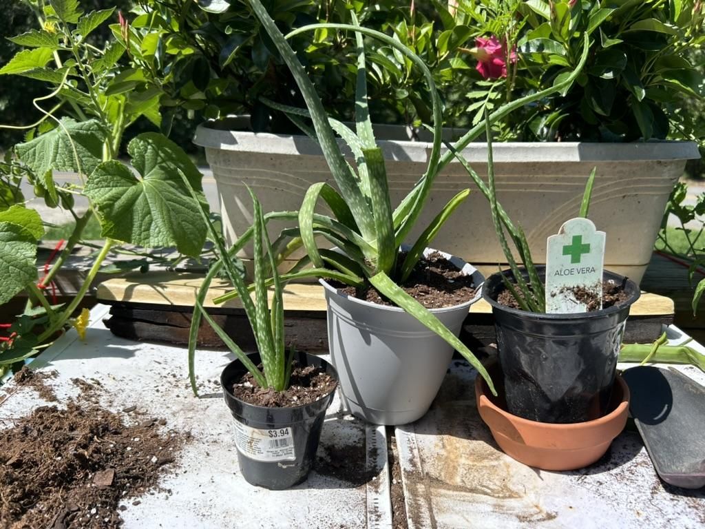 How to Repot Aloe Vera : 7 Steps - Instructables