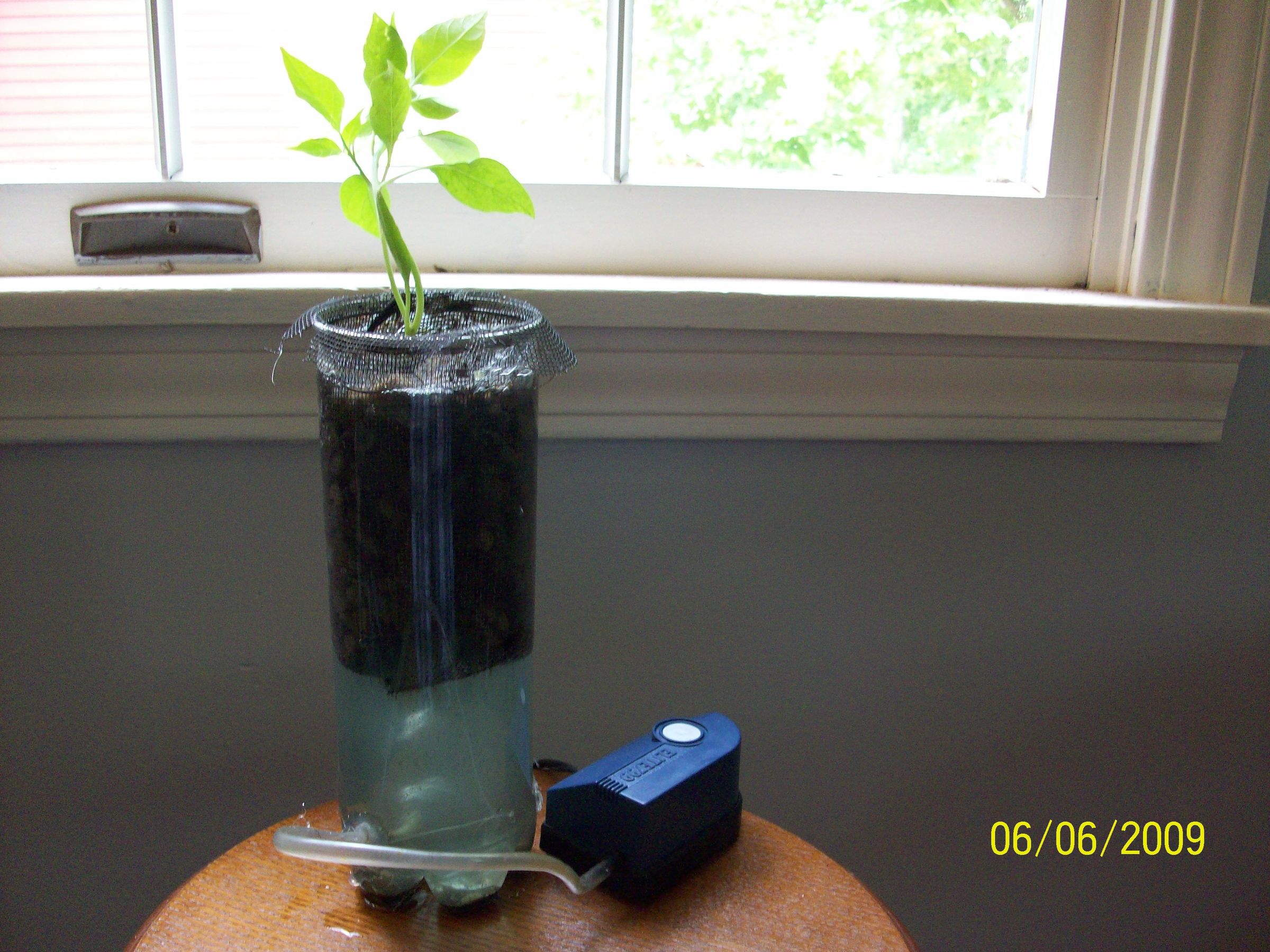 Single Plant Hydroponics (easy)