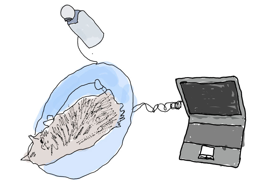 Give Your Cat Twitter Powers