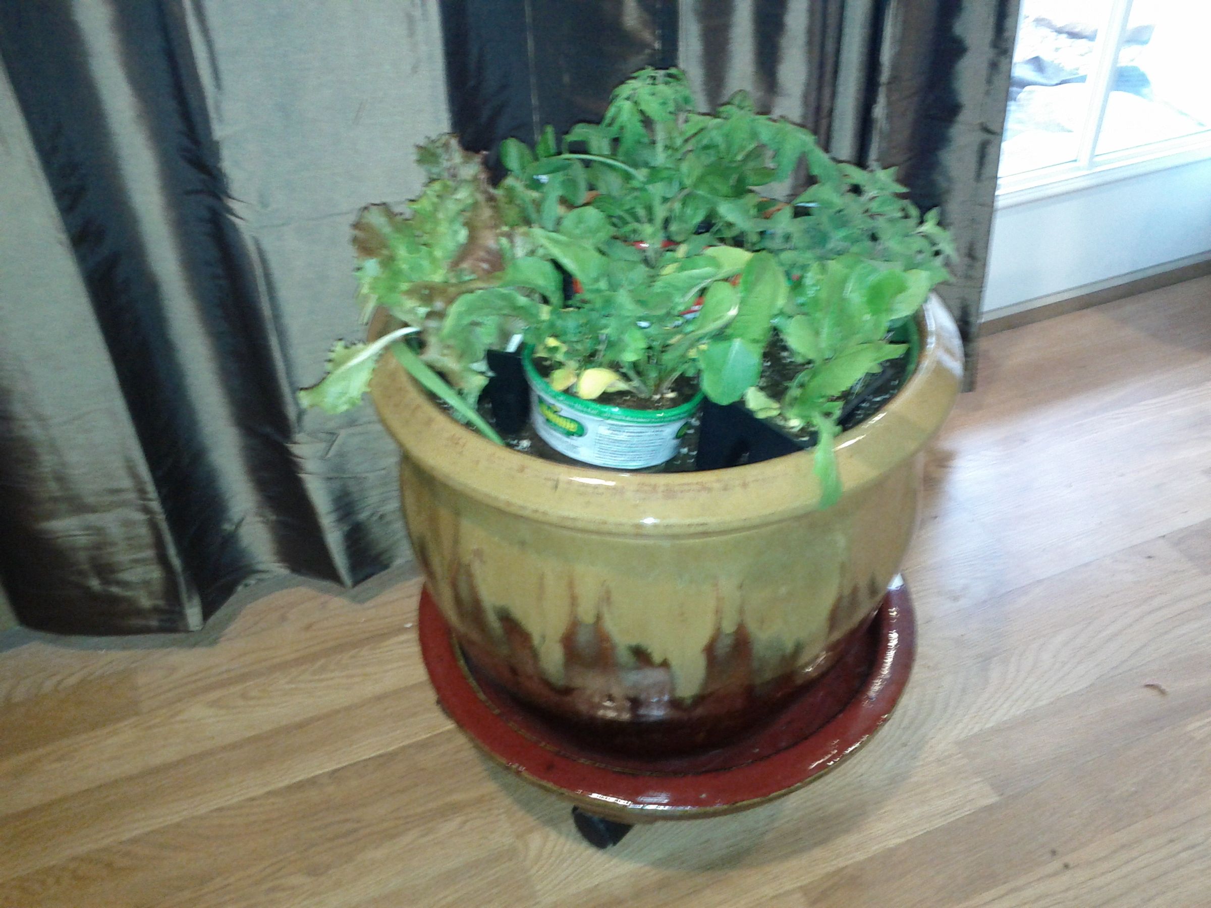 Self Watering Pot Insert for Large Pot