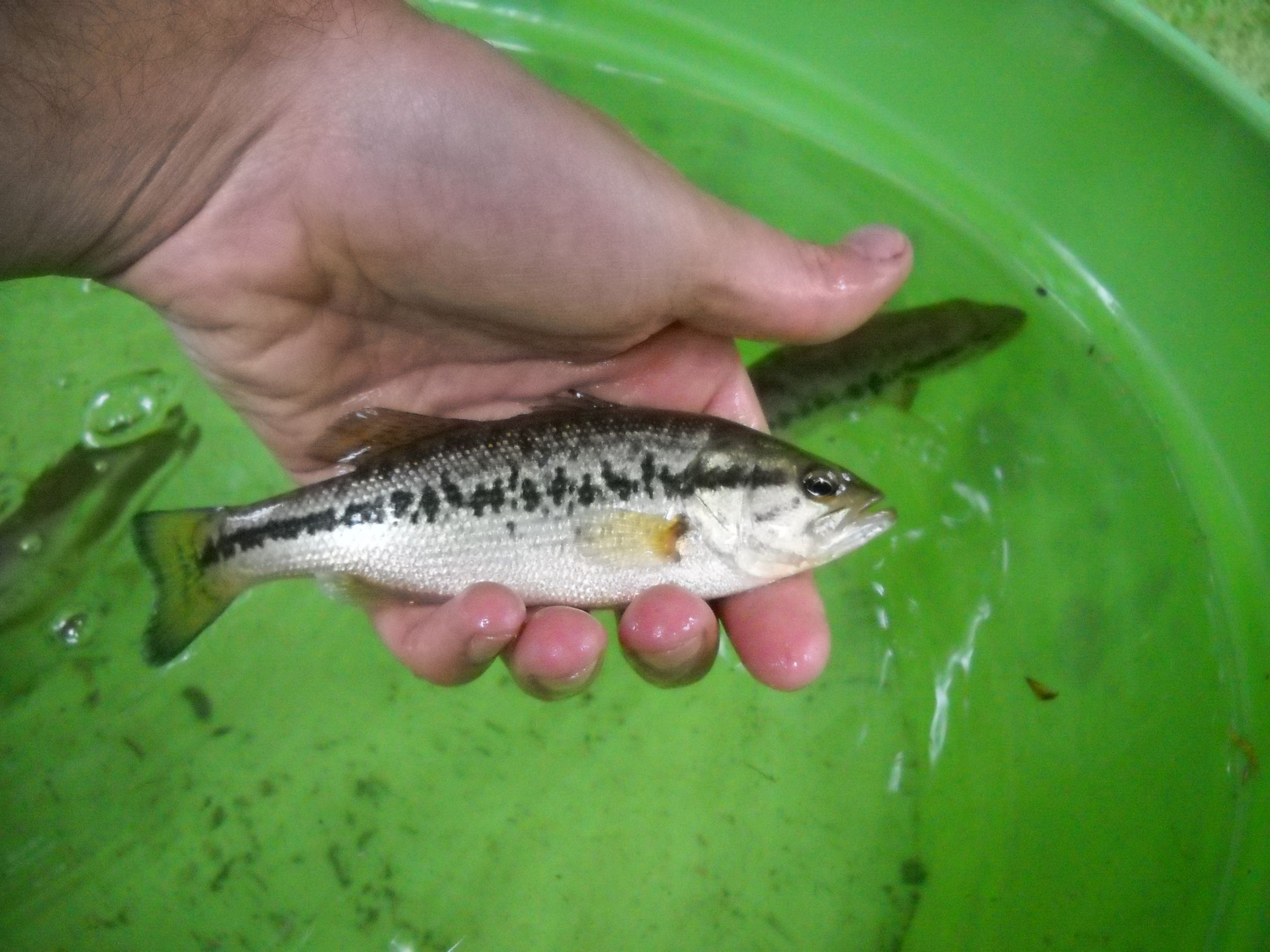 First Try Aquaponics System
