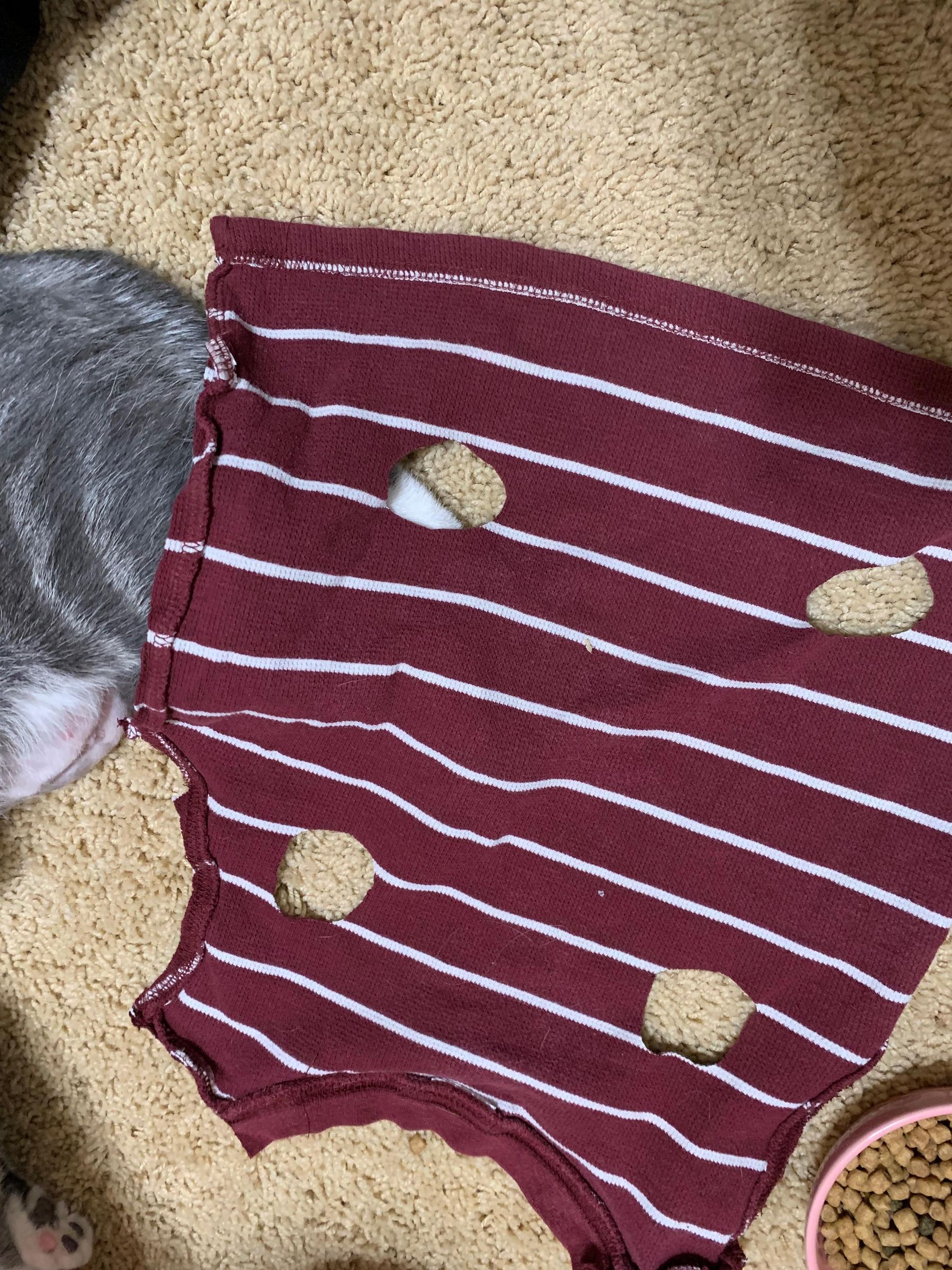 No Sewing! Ditch the Cone of Shame for FREE : 8 Steps - Instructables, image size:768x1024