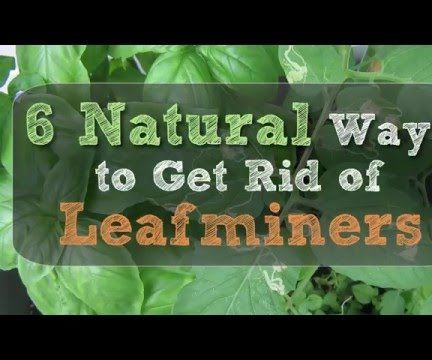 6 Natural Ways to Get Rid of Leafminers