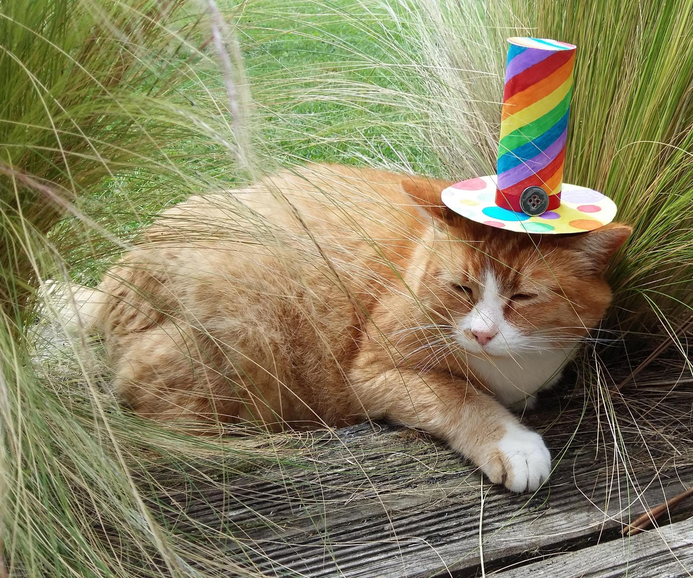 Make a Happy Hat for Your Cat
