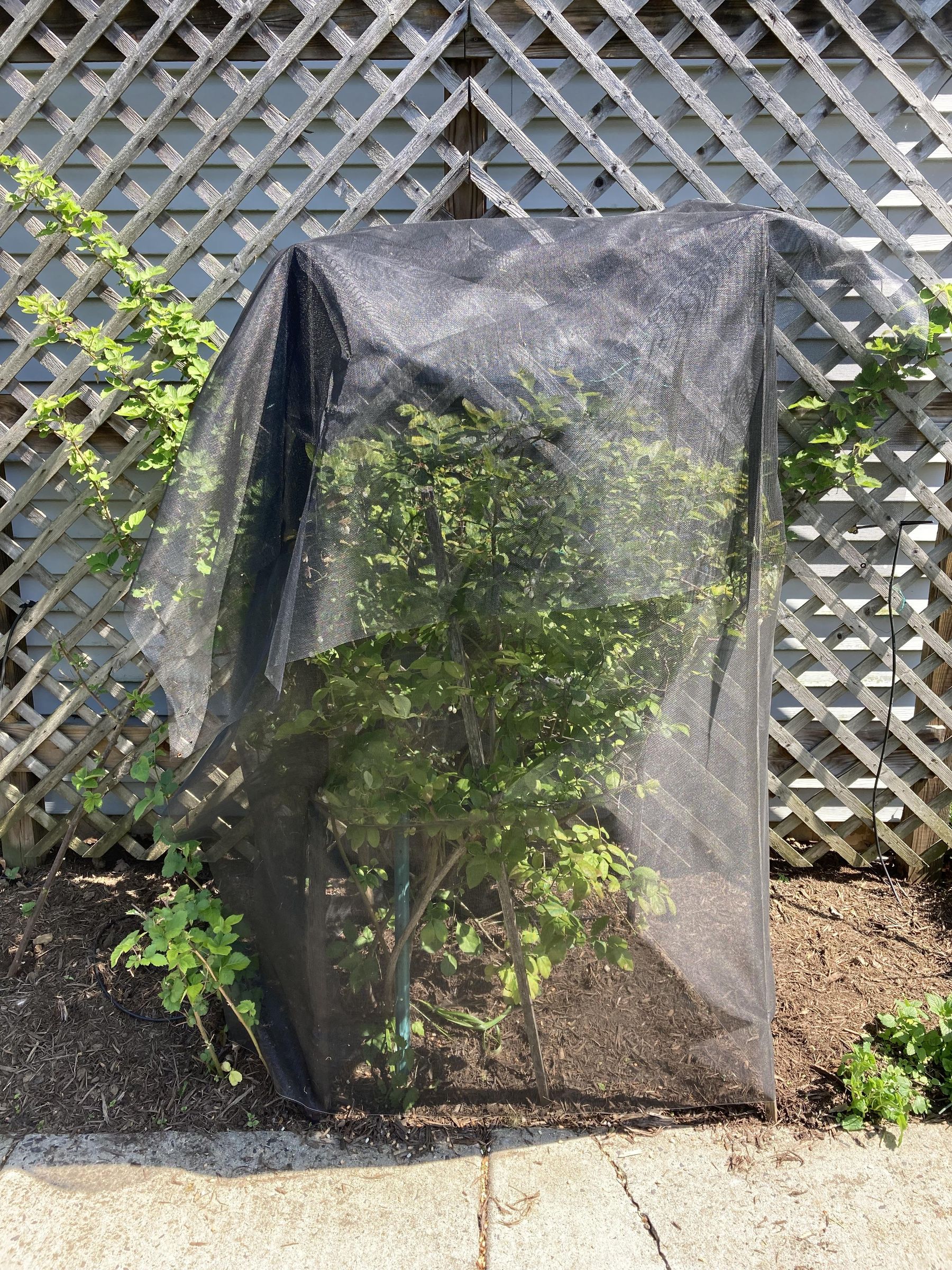 Blueberry Cage 4 Steps (with Pictures) Instructables