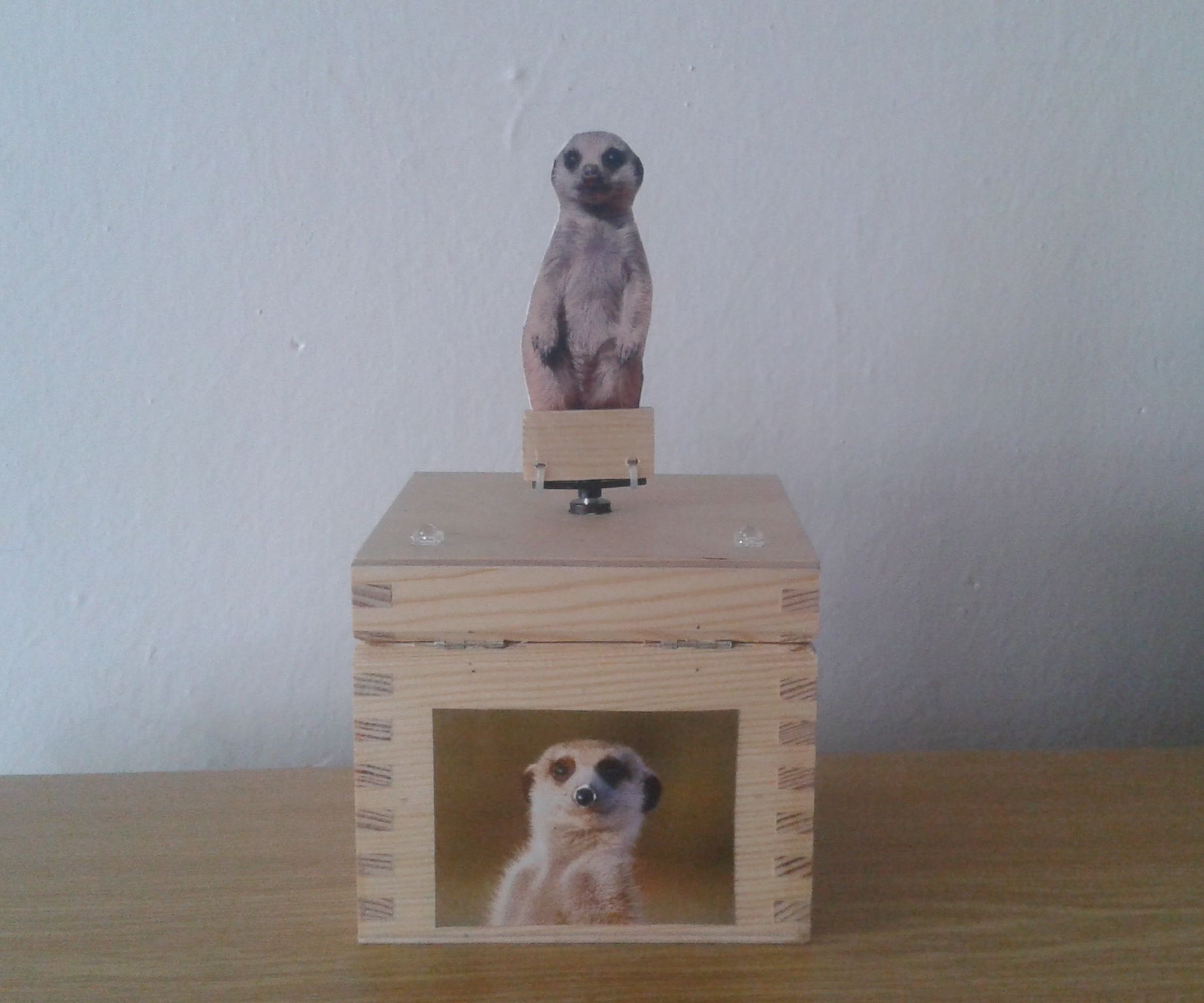 Dancing meerkat