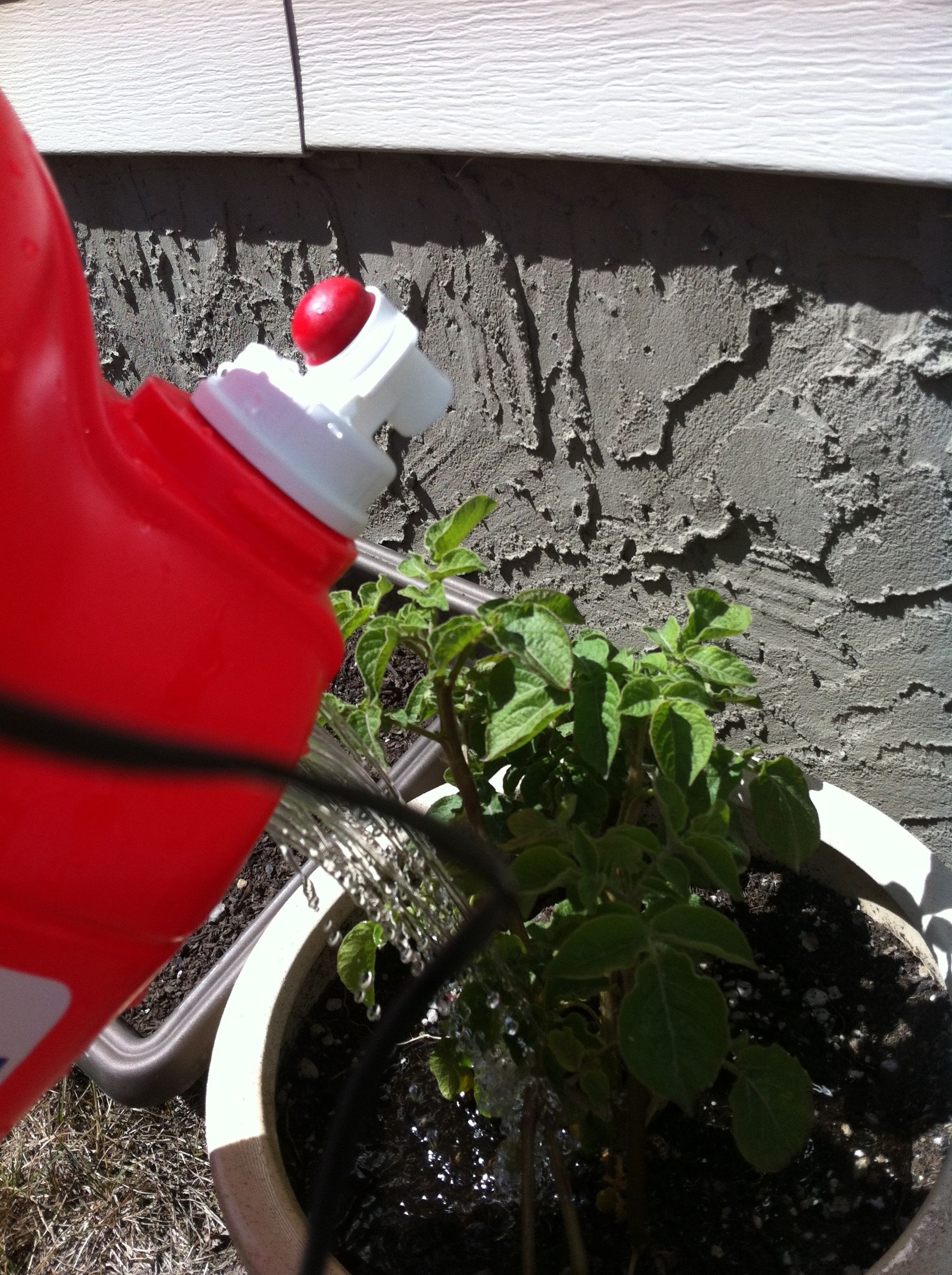 Recycled Laundry Detergent Watering Can