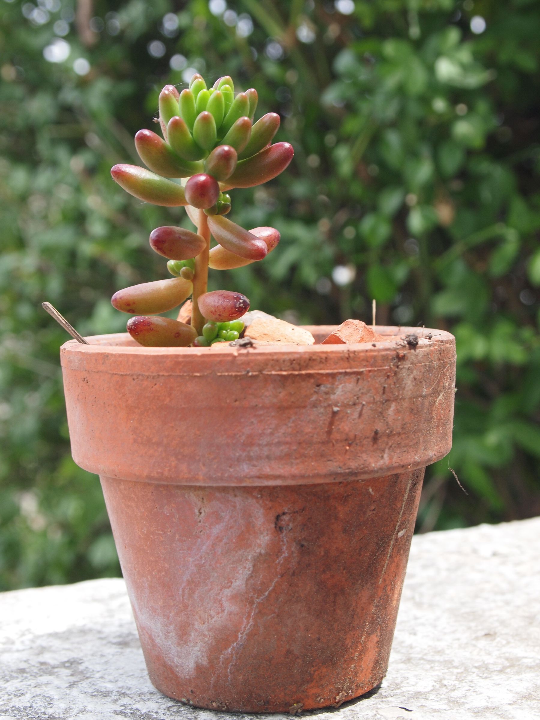 Propagating Succulents and Mixing Growing Medium