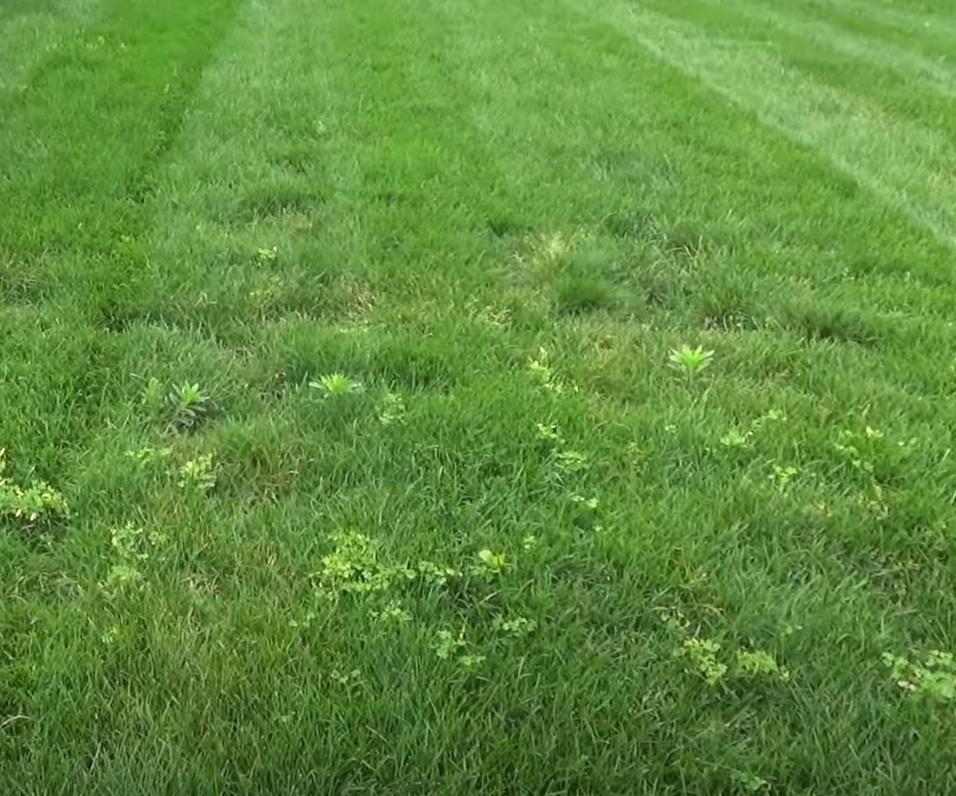 How to Stripe a Lawn With a Riding Mower 6 Steps Instructables