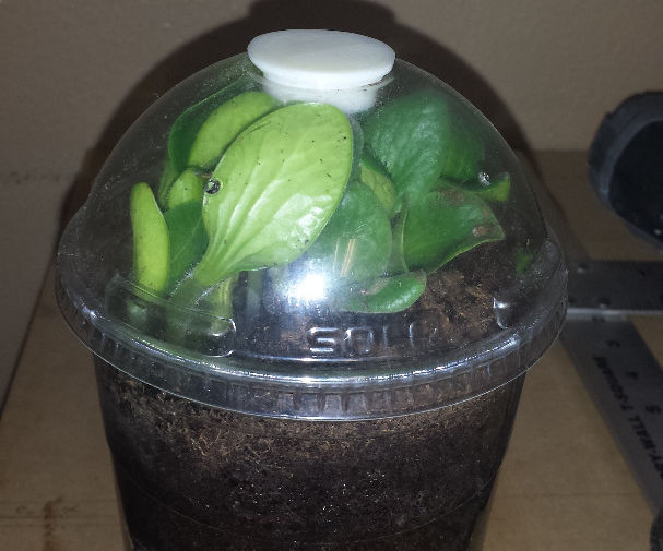 Espresso Mini Greenhouses