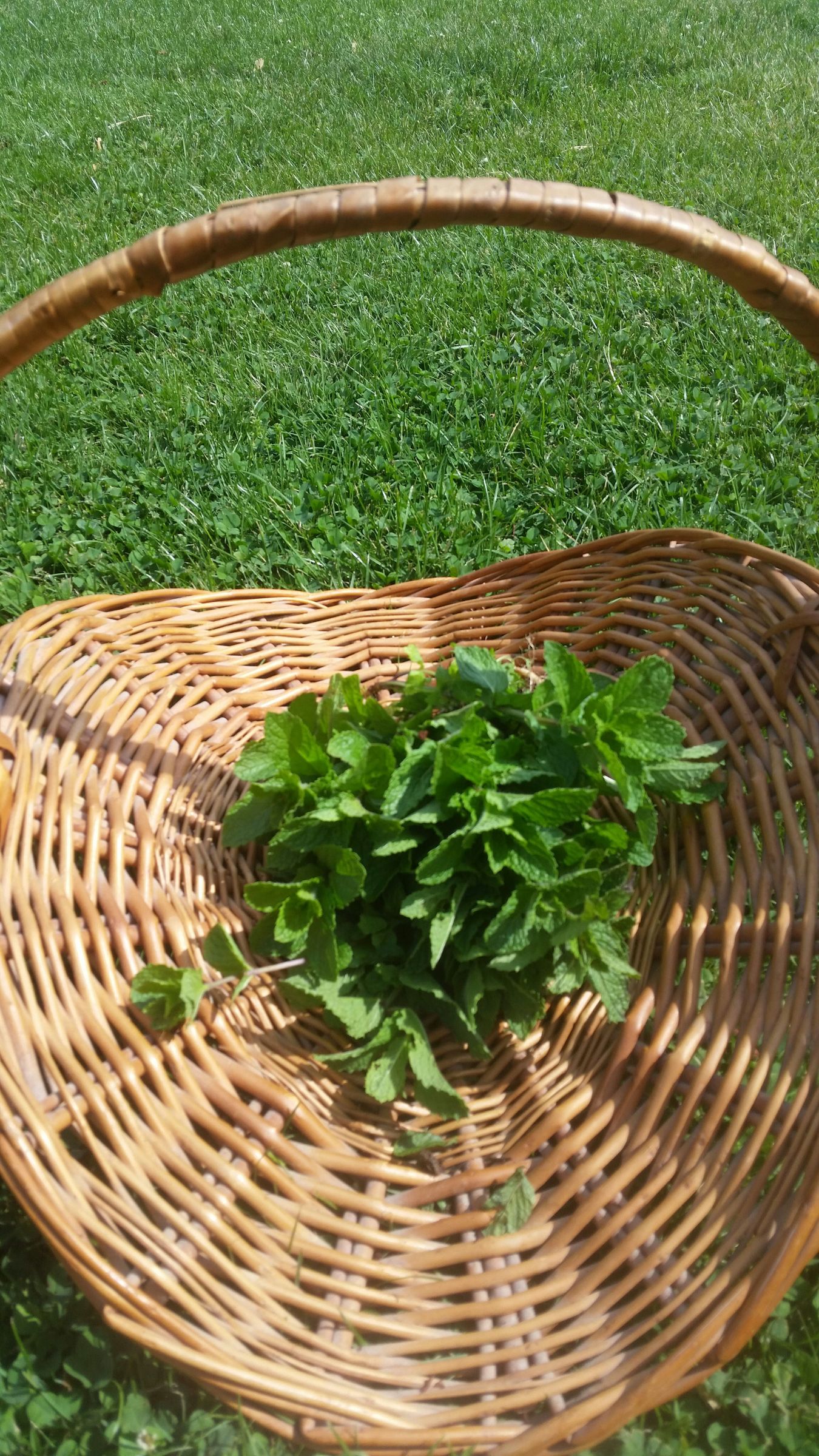 Homemade Herb Oils 