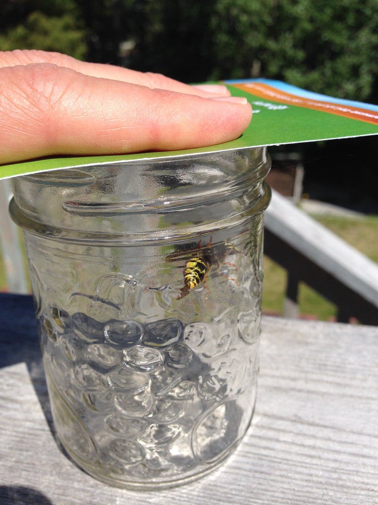 Catch and Release Insects : 5 Steps (with Pictures) - Instructables