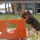 Making a Squirrel Cafe
