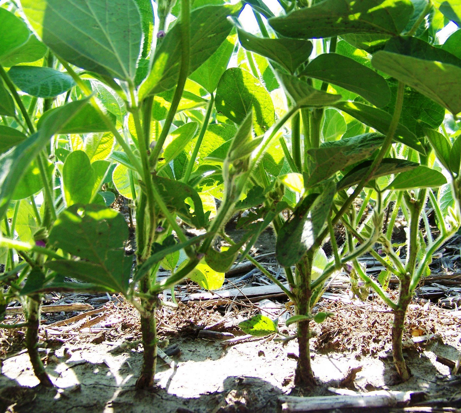 Hand Pollinating Soybeans