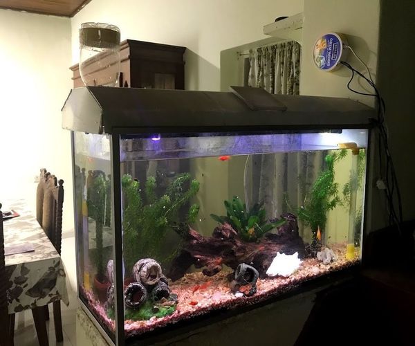 Automated Aquarium Control (IoT)