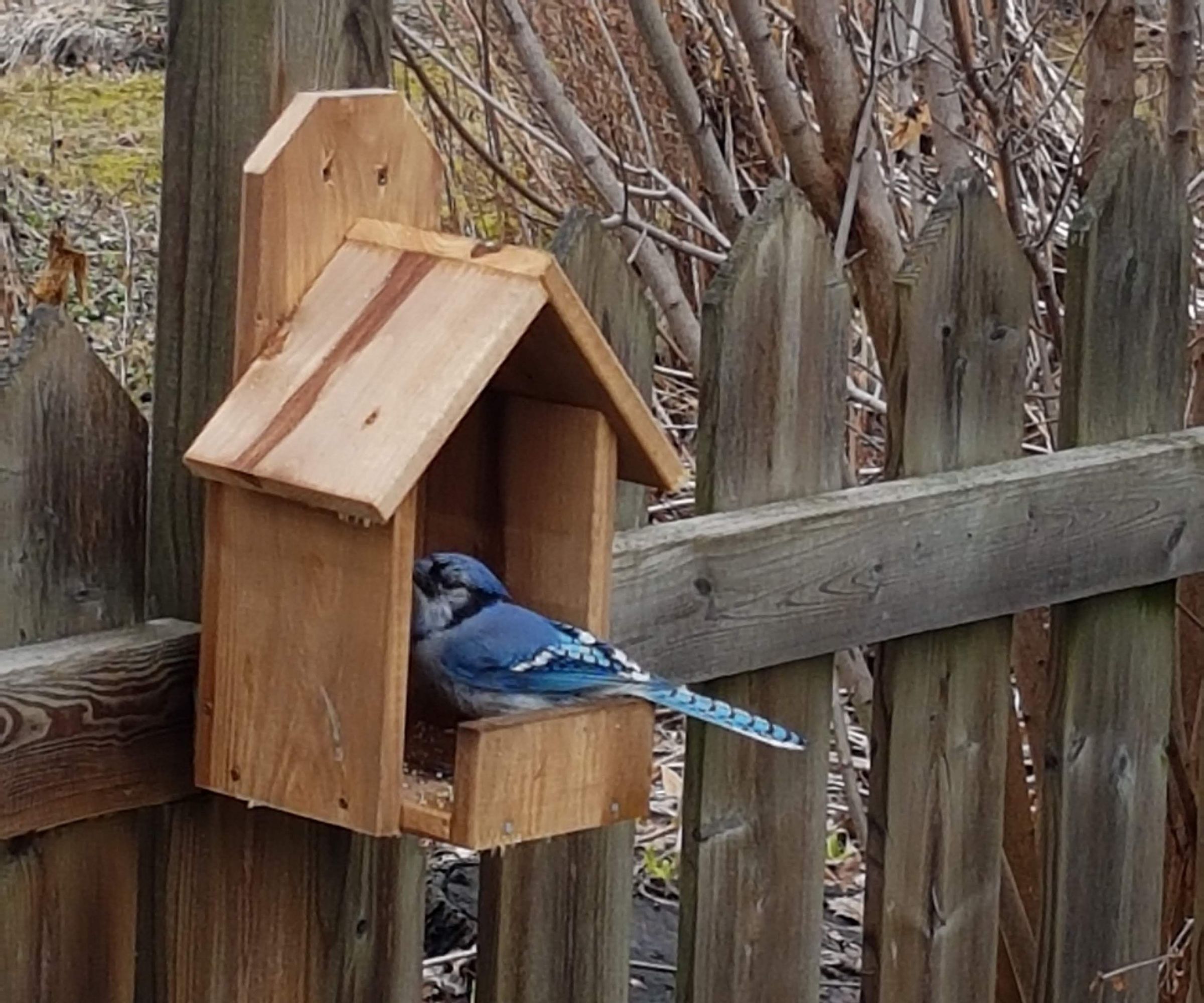 One Board Birdhouse/Feeder