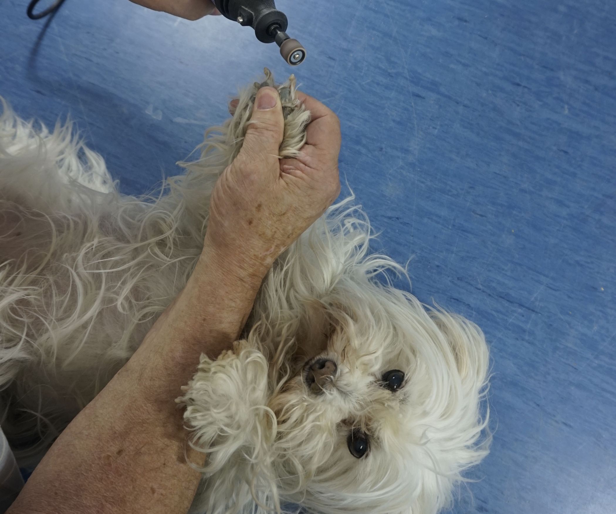 Using a Rotary Tool to Trim a Dogs Nails 4 Steps Instructables