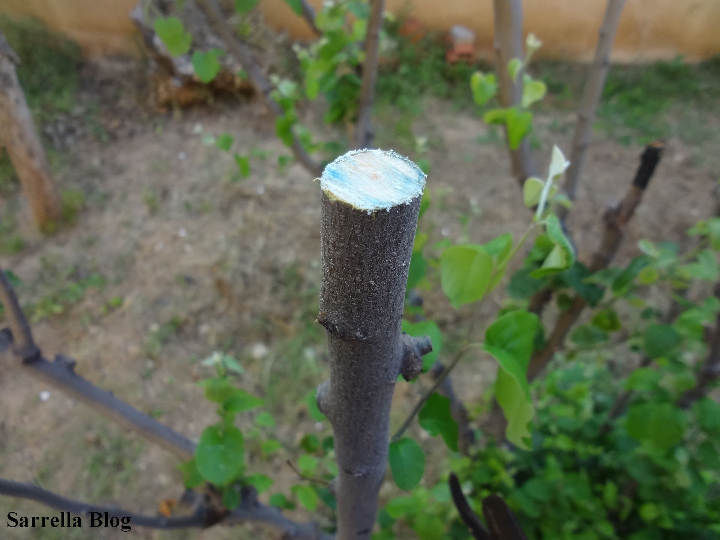 Grafting a Pear Scion to a Quince Tree 14 Steps (with Pictures