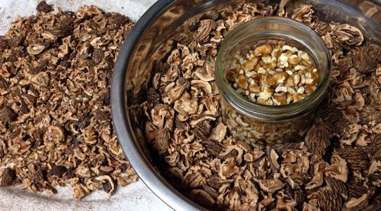 Black Walnut Harvesting & Processing : 11 Steps (with Pictures ...
