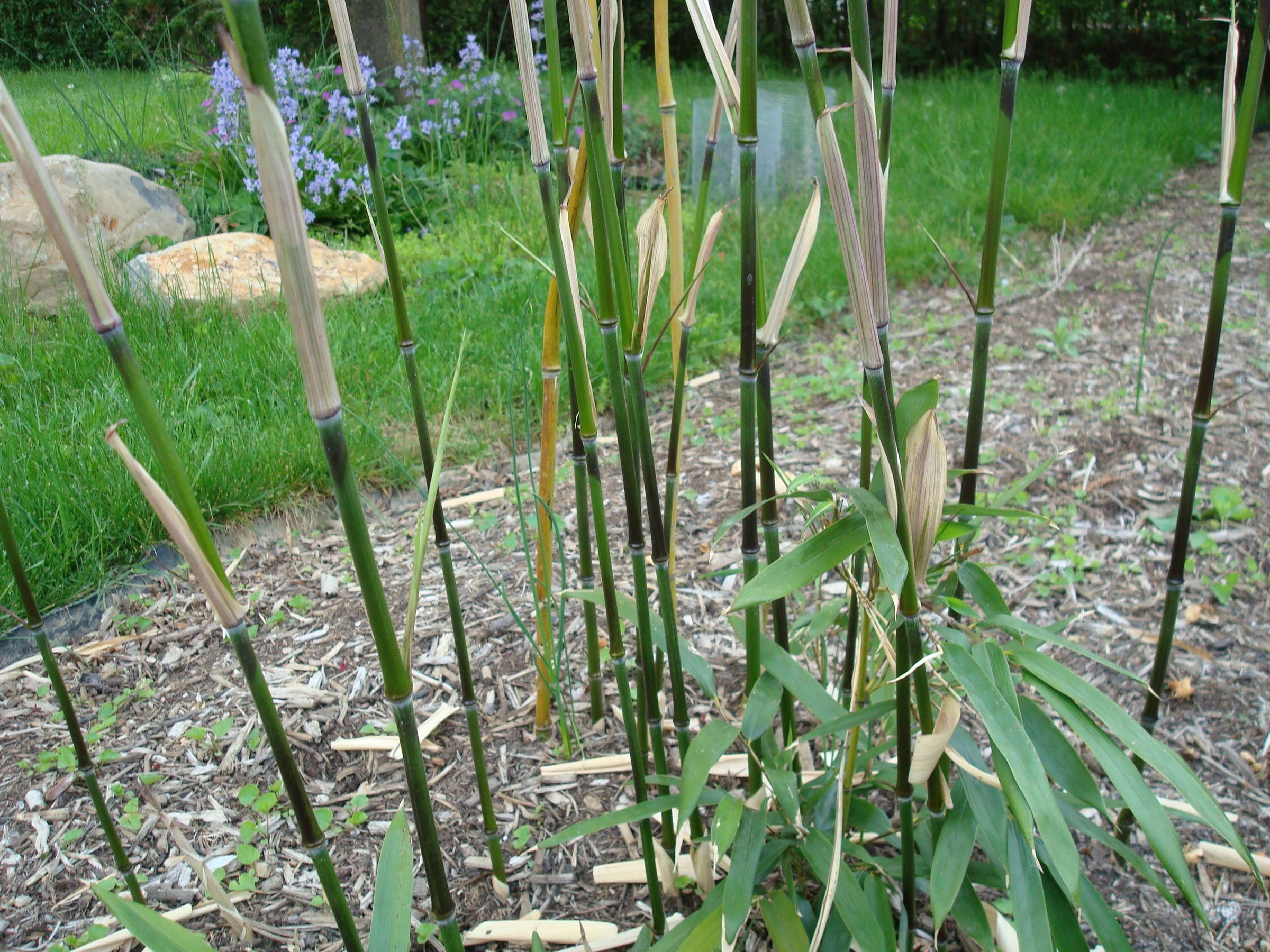 Bamboo Barrier (Up-cycled Conveyor Belt)
