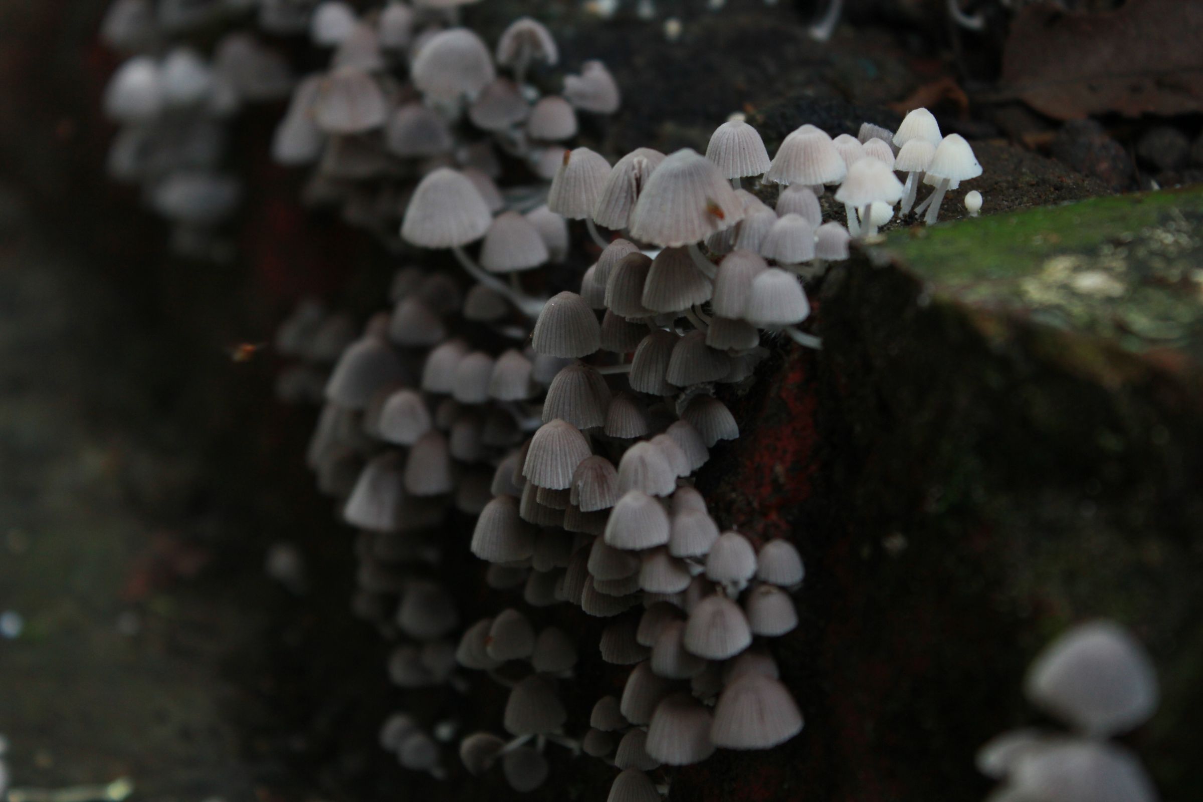 A Cluster of Mushrooms