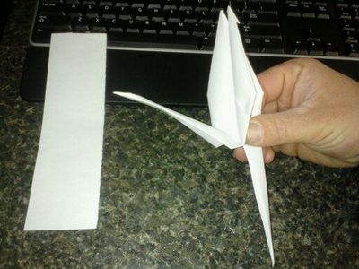 Open the Wing and Invert the Neck and Head