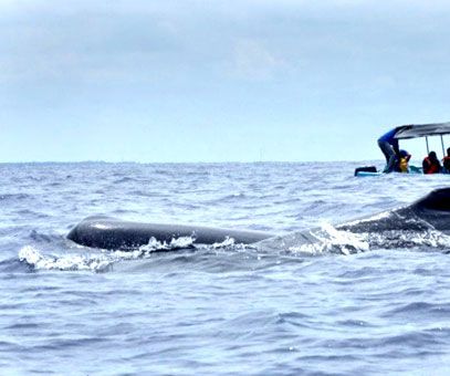 How to Plan a Whale Watching Excursion in Kalpitiya