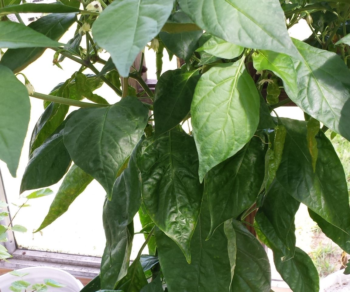 Pumpless (off Grid) Hydroponics With 5 Gallon Buckets