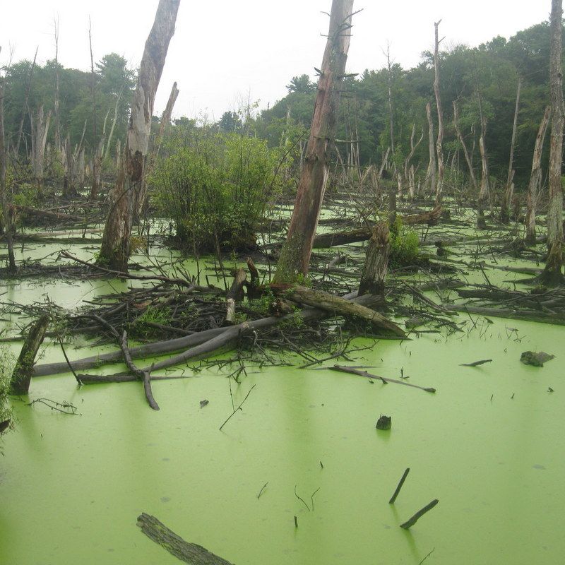 Algae to Oil - Simple Setup