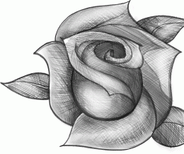 Drawing a Realistic Rose 