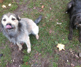 Winter Is Coming - We Need to Take Care of Dragon-dogs